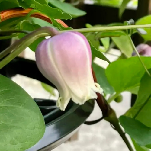 ヴィオルナ系壺型クレマチス10粒 多肉植物 植花夢 通販 14367835