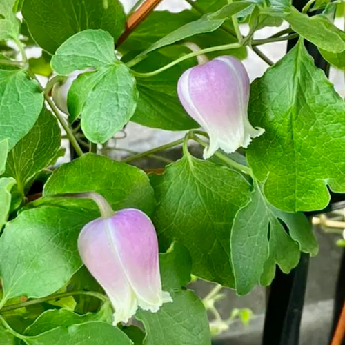 ヴィオルナ系壺型クレマチス10粒 多肉植物 植花夢 通販 14367835