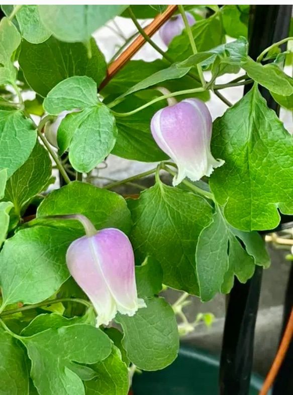 一流の品質 壷型 希少 ヴィオルナ系クレマチス 大株 紫の上 花 - 花