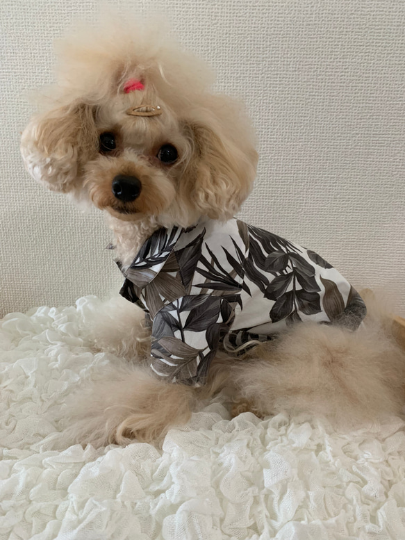 服　ワンコ服　アロハシャツ　小型犬　中型犬　お揃いコーデ 11枚目の画像