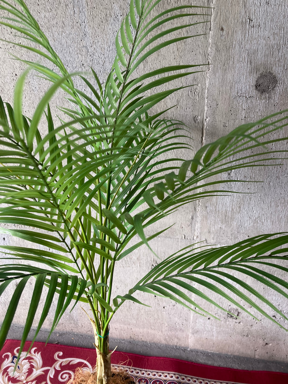 光触媒人工観葉植物ウォールグリーンフェイクフラワー　ハンドメイド　アレカヤシ90 3枚目の画像