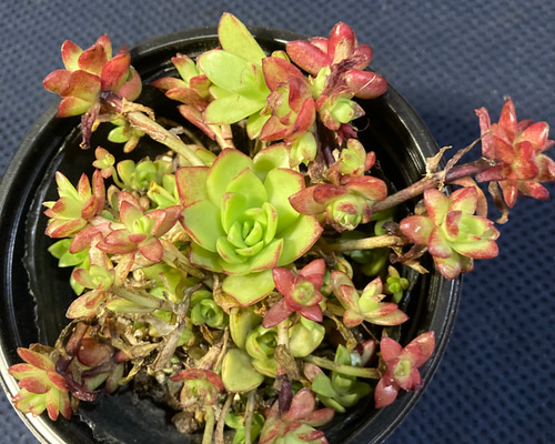 赤紫色のロゼット型多肉植物*11 赤紫色のロゼット型多肉植物*11