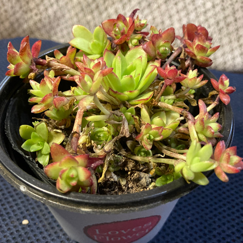 kei様専用】南天 化粧鉢（白） 2本セット 楽天市場】白 南天 鉢の