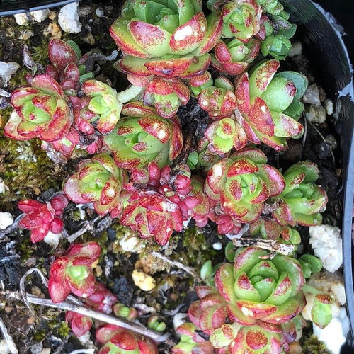 日本代理店正規品 多肉植物♡2個セット♡丸葉薄紅蓮華♡ | www.birbapet.it
