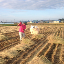 【令和5年 北海道産】うたう ～ゆめぴりか～ (5kg) 安心美味　水芭蕉米 9枚目の画像