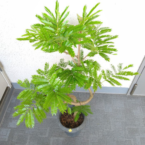 現品】エバーフレッシュ曲がり 涼しげ観葉植物 高さ85◎ 花（蕾