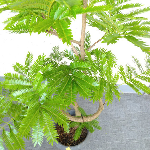 希少❗エバーフレッシュ曲【オーレア】観葉植物！高さ150◎！ボリューム◎！沖縄産 希少❗エバーフレッシュ曲【オーレア】観葉植物！高さ150