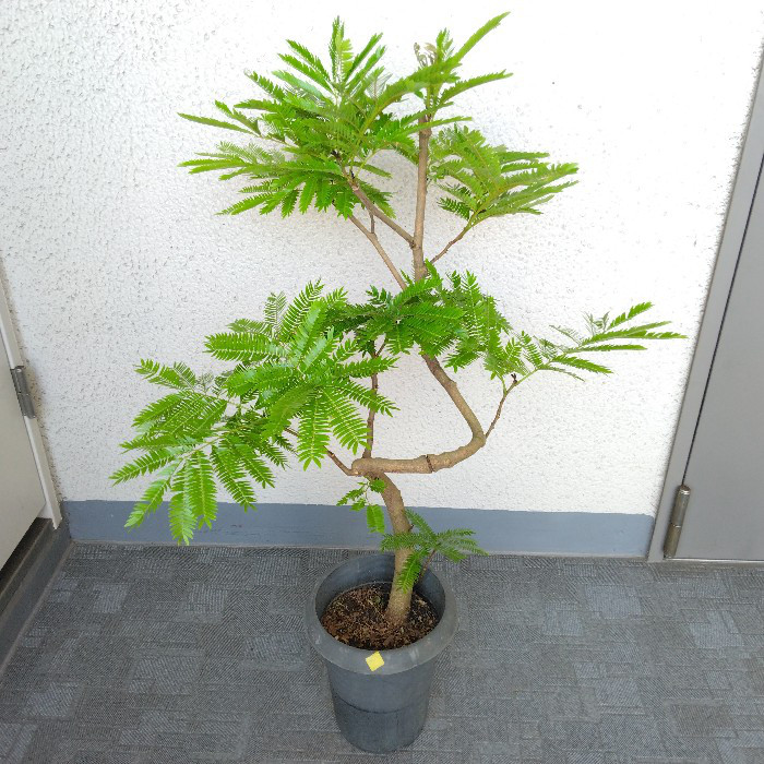 現品】エバーフレッシュ曲がり 涼しげ観葉植物 高さ85◎ 花（蕾） 樹形 ...