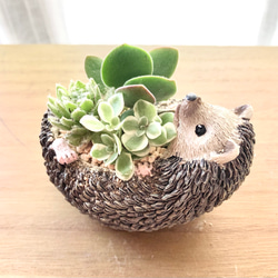 多肉植物 寄せ植え❁⃘*.゜取っ手付きカゴ ハリネズミさんの多肉畑✩.*˚ ハリネズミの箱庭🌱🦔🌱｜🍀GreenSnap（グリーンスナップ）