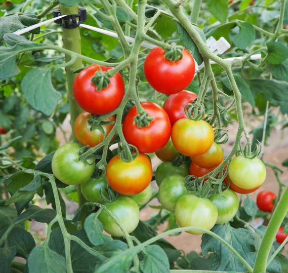 【飛騨高山産】　有機栽培トマト　ミディトマト「シンディースィート」　3kg 2枚目の画像