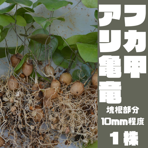 アフリカ亀甲竜 実生 少し大きめ 抜き苗 ③ - メルカリ