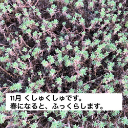 パリダム  ポット苗 セダム 多肉植物 2枚目の画像