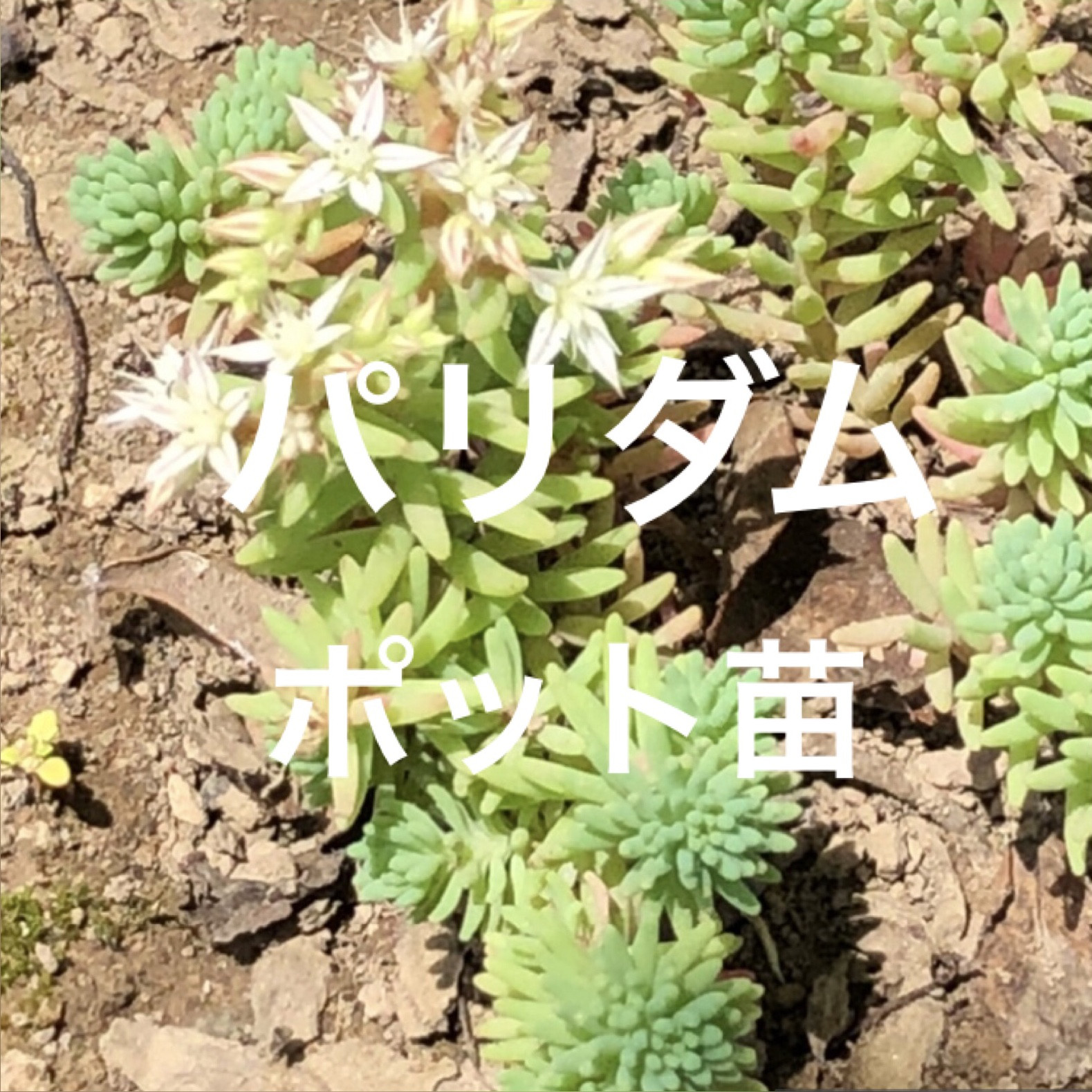 パリダム ポット苗 セダム 多肉植物 多肉植物 ちいさなうさぎ
