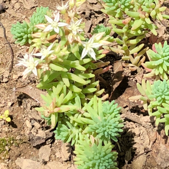 パリダム  ポット苗 セダム 多肉植物 5枚目の画像