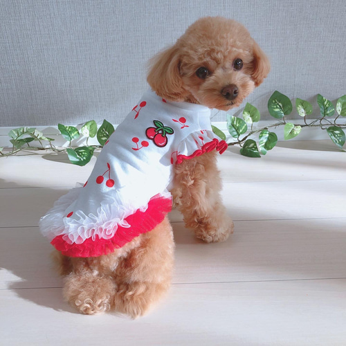 犬服 裾フリル＊Cherryタンクトップ ペット服・アクセサリー ＊eight