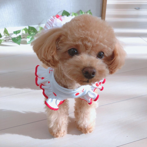 犬服 裾フリル＊Cherryタンクトップ ペット服・アクセサリー ＊eight
