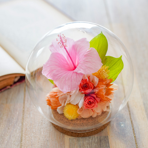 1点もの】プリザーブドフラワーの「ハイビスカス」ガラスドームM