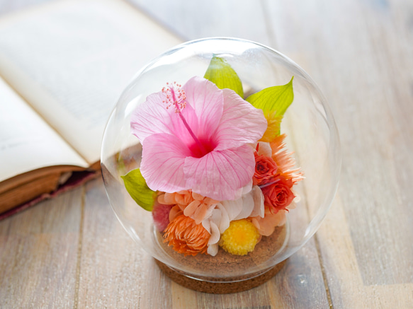 1点もの】プリザーブドフラワーの「ハイビスカス」ガラスドームM