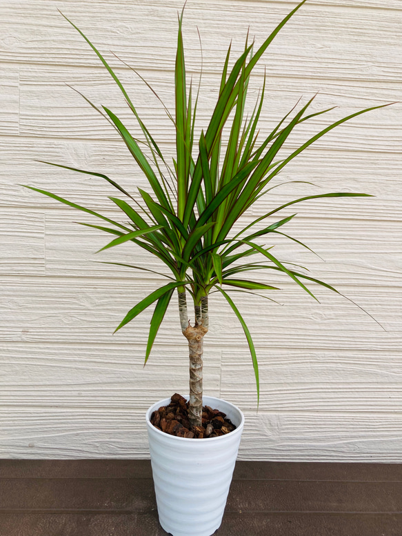 観葉植物 ドラセナ あと数日以内の出品です！