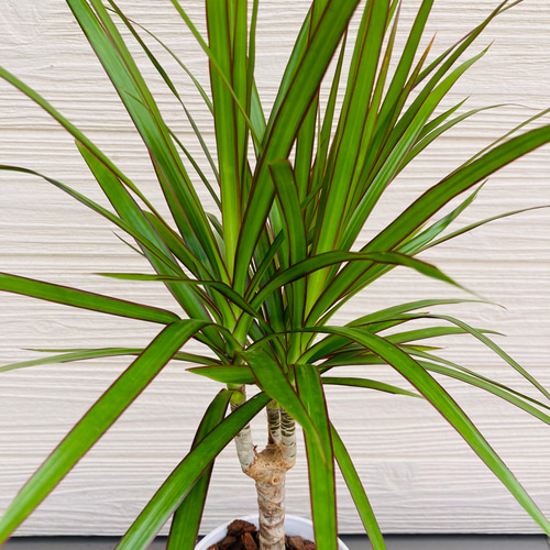 ドラセナコンシンネ 観葉植物☆ アートフラワー njt1 通販
