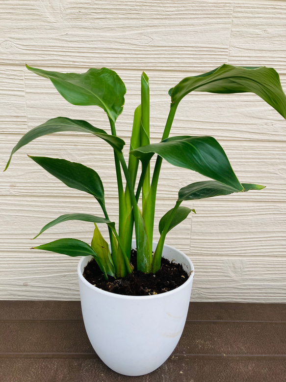 観葉植物 高さ約180cm 黒色ポット　オーガスタ　２株 楽天市場】送料無料！大きなストレリチア・オーガスタ 2～3株