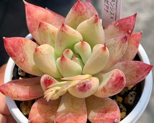 2e3e6aa5a3ab0a6324460e4efde82d