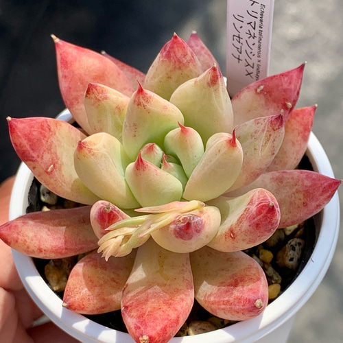 人気レア品種！☆トリマネンシス×リンゼアナ 多肉植物 自家栽培 国産