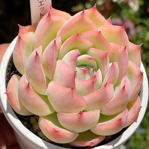 多肉植物 ❤️ シルエット❤️ 1頭12-14cm抜き苗 多肉植物