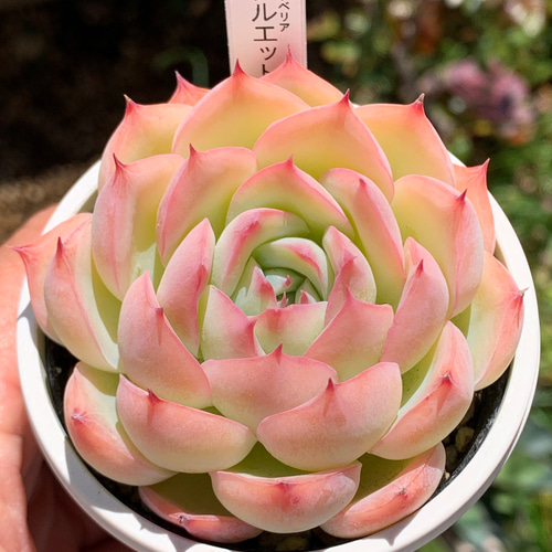 ☆シルエット 多肉植物 自家栽培 国産 多肉植物 美✴︎taniku（セール