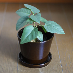 濃い茶色の陶器の植木鉢 (つやあり) (すり鉢タイプ) 3枚目の画像