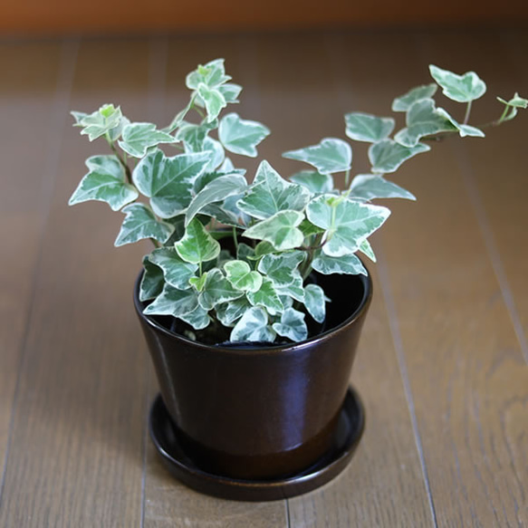 濃い茶色の陶器の植木鉢 (つやあり) (すり鉢タイプ) 9枚目の画像