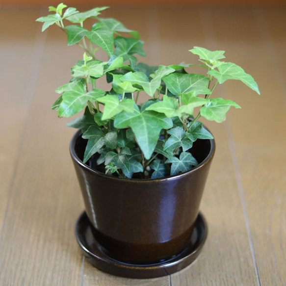 濃い茶色の陶器の植木鉢 (つやあり) (すり鉢タイプ) 4枚目の画像