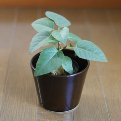 濃い茶色の陶器の植木鉢 (つやあり) (すり鉢タイプ) 10枚目の画像