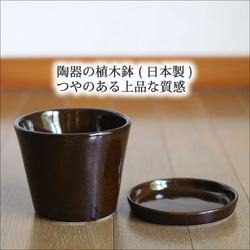 濃い茶色の陶器の植木鉢 (つやあり) (すり鉢タイプ) 7枚目の画像