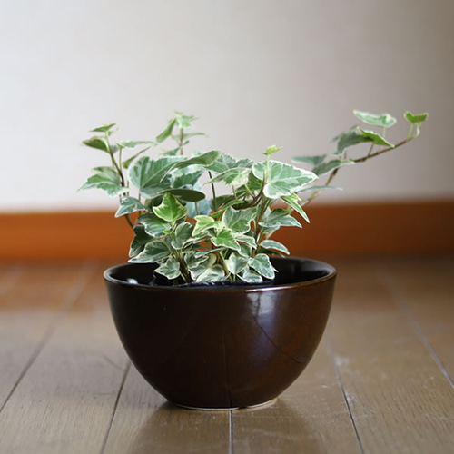 濃い茶色の陶器の植木鉢 (つやあり) (ボールタイプ) 一輪挿し