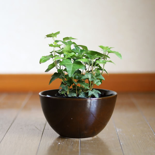 濃い茶色の陶器の植木鉢 (つやあり) (ボールタイプ) 一輪挿し・花瓶