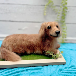 オーダー　犬♡世界でたったひとつ♡うちの子をずっとそばに♡羊毛フェルト♡ダックス　何色でも可 4枚目の画像