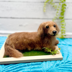 オーダー　犬♡世界でたったひとつ♡うちの子をずっとそばに♡羊毛フェルト♡ダックス　何色でも可 1枚目の画像