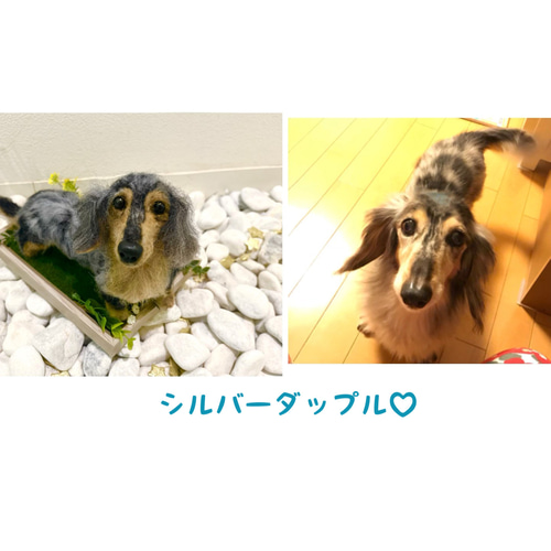 オーダー 犬 ♡羊毛フェルト 再現 ♡世界でたったひとつ♡メモリアル