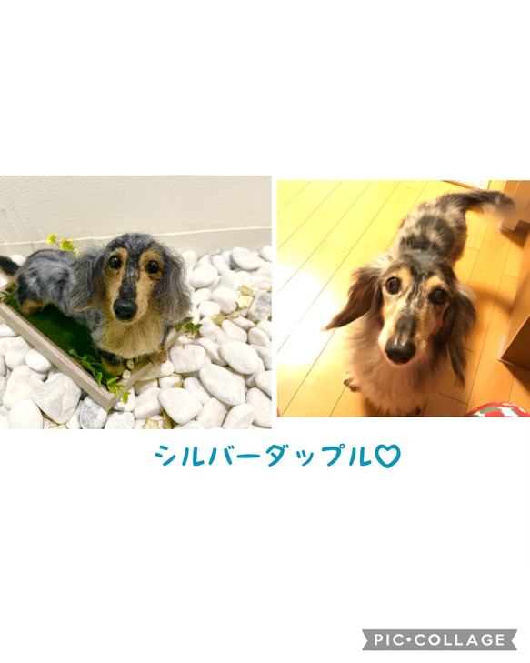 オーダー 犬 ♡羊毛フェルト 再現 ♡世界でたったひとつ♡メモリアル