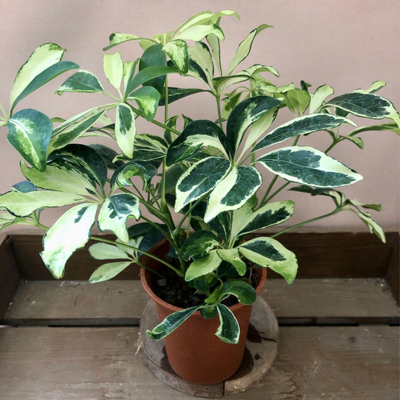 観葉植物 シェフレラ シルバークイーン アートフラワー plant life
