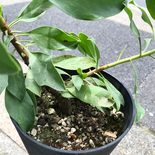 希少種 プロテア キングプロテア 'SPICY WHITE' スパイキーホワイト