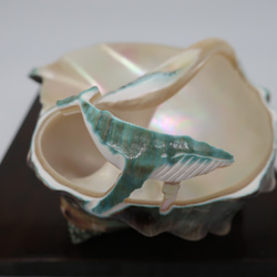 夜光貝小物入れ(ザトウクジラ付き) その他インテリア雑貨 カイカイ