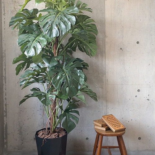 光触媒 人工観葉植物 ウォールグリーン フェイクグリーン モンステラ