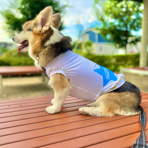 elmoelmodog on X: 
