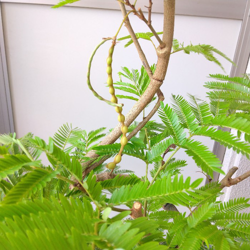 【超歓迎】 現品】エバーフレッシュ曲がり 大型観葉植物 高さ135◎ 花・実 その他観葉植物