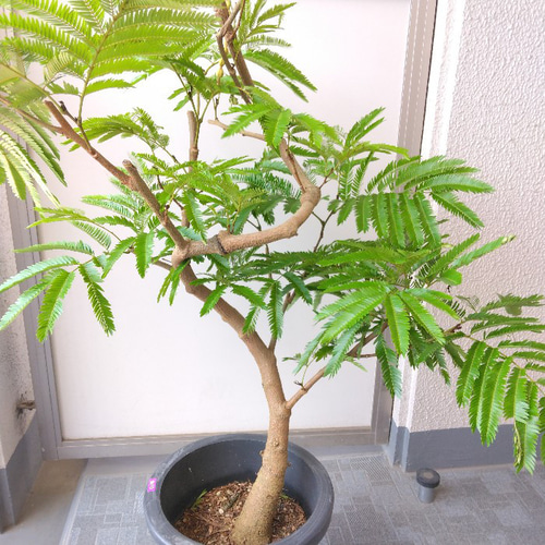 現品】エバーフレッシュ曲がり 大型観葉植物 高さ135◎ 花・実