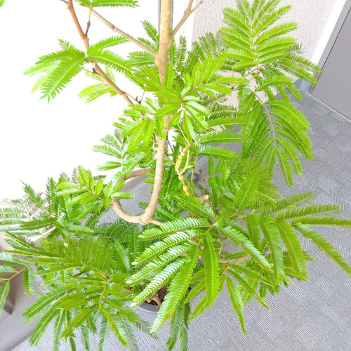 現品】エバーフレッシュ曲がり 大型観葉植物 高さ135◎ 花・実