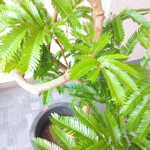 現品】エバーフレッシュ曲がり 大型観葉植物 高さ135◎ 花・実