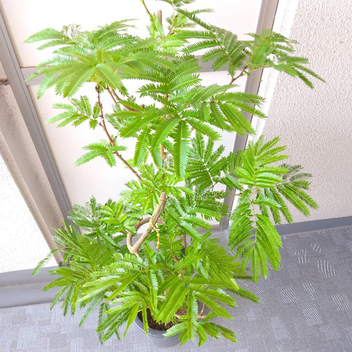 現品】エバーフレッシュ曲がり 大型観葉植物 高さ135◎ 花・実 樹形